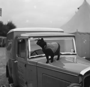 A cat stands watch over an Austin van in Tunbridge Wells, Kent. 1936