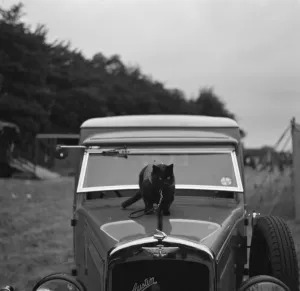 Eccentric Prints: A cat stands watch over an Austin van in Tunbridge Wells, Kent. 1936