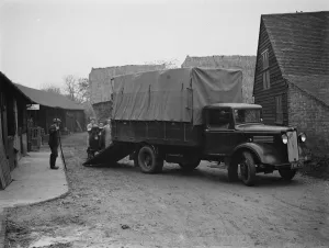 Cattle being loaded onto a truck at Burnham Grove Farm, Burham, Buckinghamshire