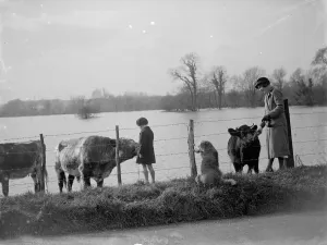 Fence Prints: Cattle being petted by walkers as they retreat to the higher grounds to avoid