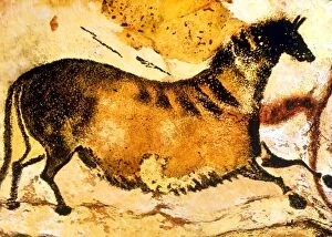 Esoterica Collection: CAVE PAINTINGS AND DRAWINGS. Prehistoric cave painting of Horse from Lascaux (Axial