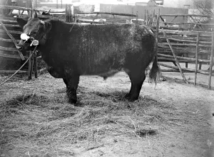 Show Prints: Champ Bull at Sevenoaks, Kent. 1933