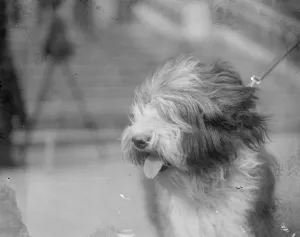 Animal Prints: The champion Old English Sheep Dog. The Old English sheep dog Matchless Weather