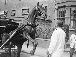 Charlie is only a milk pony but his tricks delight North London children