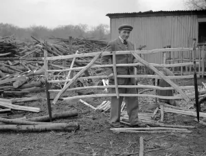 Charlie White of Martin Lodge Molash Canterbury Kent with his hurdle 23rd January 1953