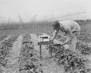 Checking measuring equipment at the East Malling Research Station in Kent. 2 June 1937