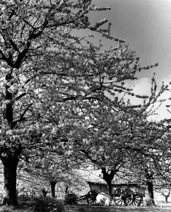 Cart Prints: Cherry blossom orchard in full bloom Early Rivers on church Farm, Five Oaks Green