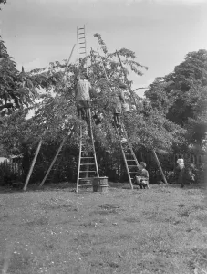 1940s Prints: Cherry picking at a farm near Gravesend in Kent June 1946
