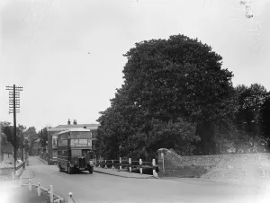 Double Decker Prints: Chestnut trees on the roadside in Farningham, Kent. 1935