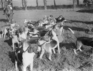 Hunting Prints: Children feed the hounds at he Royal Artillery Drag Hunt on Gn Street Green in Woolwich