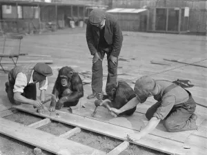 Chimps help with Pets Corners new floor. Receiving the assistance