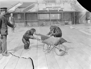 Chimps help with pets Corners new floor. Receiving the assistance