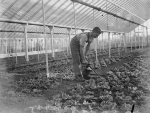 Lettuce Prints: Christmas lettuces being watered in a large green house at the Horticultural College
