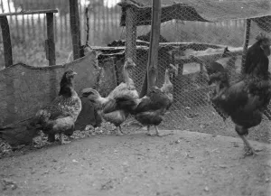 Churkeys, Southfleet. 1937 Transylvanian Naked Neck Chickens