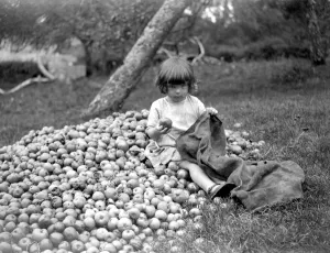 Orchard Prints: The Cider Apple Harvest. A young helper. 1923