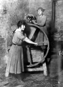 Cider making in Devenshire. 6 November 1919