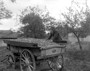Cider making in Devenshire. Collecting apples in the orchards. 5 November 1922