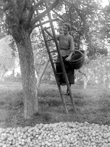 Orchard Prints: Cider making in Devenshire. Collecting apples in the orchards. 5 November 1922