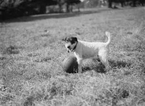 Cinders the dog guards her football. Sidcup, Kent. 24 September 1937