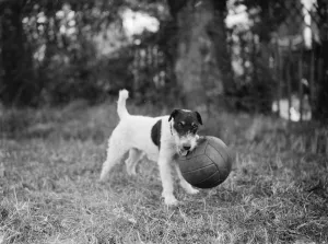 Terrier Prints: Cinders the dog guards her football. Sidcup, Kent. 24 September 1937
