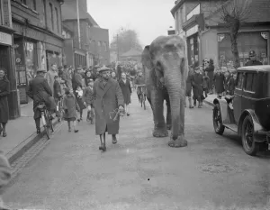 Circus elephants (unloading) Bexley. 1938