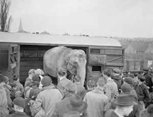 Animals Collection: Circus elephants, (unloading) Bexley. 1938