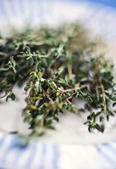 Savoury Collection: Close up of bunch of fresh thyme credit: Marie-Louise Avery / thePictureKitchen