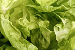 Green Collection: Close up of whole butter lettuce credit: Marie-Louise Avery / thePictureKitchen