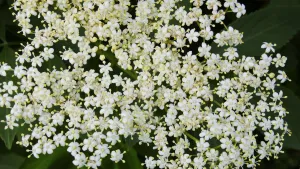 Close Up Prints: Close up of elderflower growing in Kentish countryside credit: Marie-Louise Avery