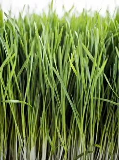 Grow Collection: Close up of growing wheatgrass credit: Marie-Louise Avery / thePictureKitchen / TopFoto