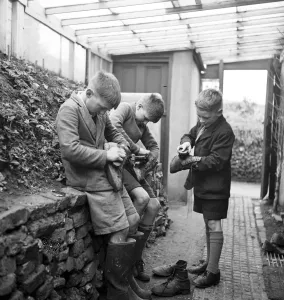 Pictorial Press Prints: Cockney children from the Sydenham Road area of Croydon grow into farmers after evacuation