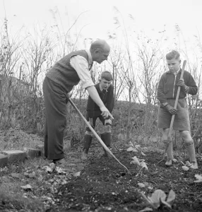 Cockney children from the Sydenham Road area of Croydon grow into farmers after evacuation
