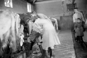 Cockney children from the Sydenham Road area of Croydon grow into farmers after evacuation