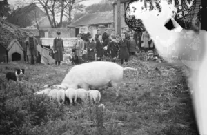 Cockney children from the Sydenham Road area of Croydon grow into farmers after evacuation