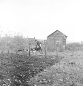 Cockney children from the Sydenham Road area of Croydon grow into farmers after evacuation