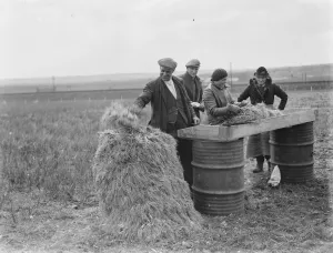 Collecting the spring onion crop in Hextable, Kent. 1939