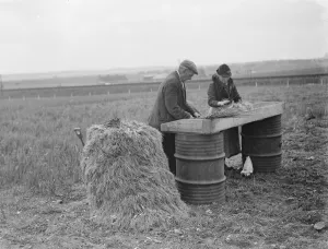 Farmer Prints: Collecting the spring onion crop in Hextable, Kent. 1939
