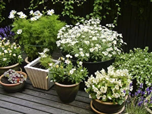 Daisies Collection: Collection of mostly white container plants on deck in high summer credit: Marie-Louise