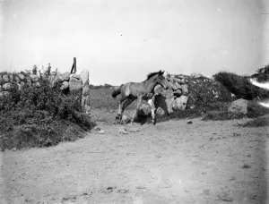 Free Prints: Colt running through an open gate. 1934