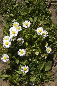 Gardens Prints: Common daisy on old brick path, Kent UK credit: Marie-Louise Avery / thePictureKitchen
