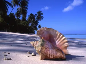 Paradise Prints: Conch Shell on Tropical Island Beach The conch shell is said to be the musical