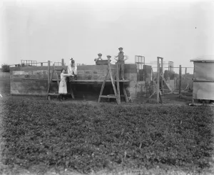 Mixed Prints: Concrete Houses at Harlow, Essex Bungalows at Harlow in course of construction 16