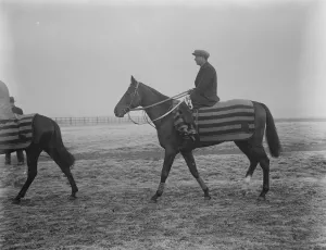Condover one of Frances hopes for the Lincolnshire handicap photographed at Lincoln