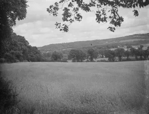 Agricultural Prints: A cornfield. 1935