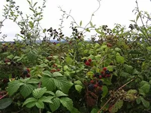 Leaves Collection: Detail of country hedge with blackberries and view across to Ashdown Forest, Sussex