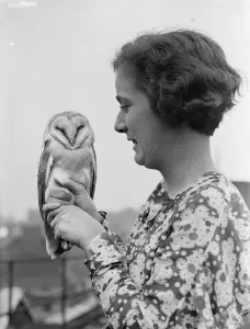The country visitor!. Barn owl found in London warehouse. A strange visitor to