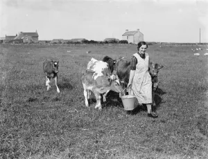 Cows following the farmer with the feed. 1936