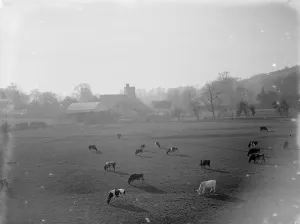 Pastoral Prints: Cows grazing in this rural scene at Farningham, Kent. 1935