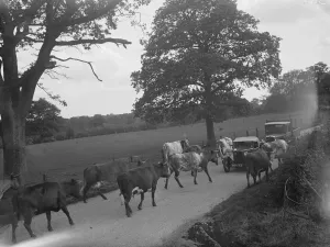 Cars Prints: Cows on the road in Charing, Kent. 1936