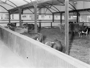 Straw Prints: Cowshed interior. 1935
